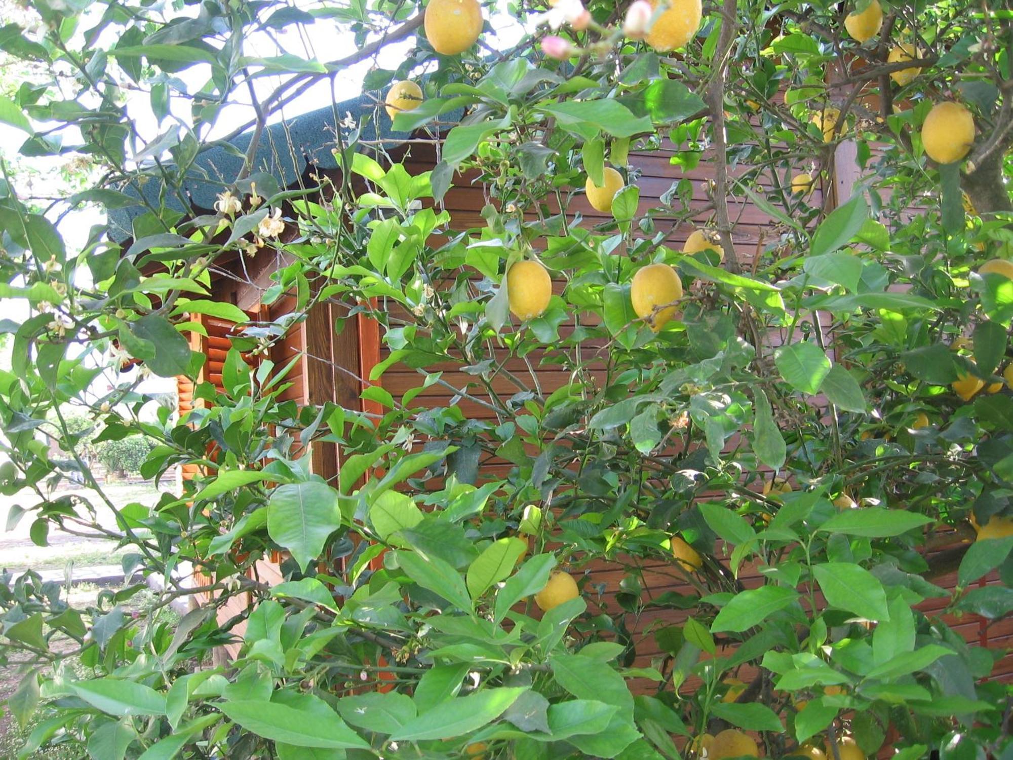Ugur Pansiyon Bungalows Чирали Екстериор снимка
